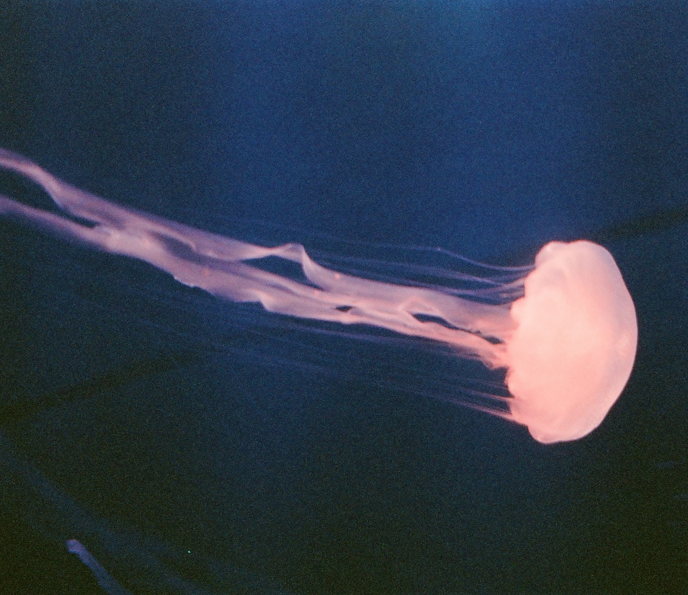 [Gambar Footer Daffa]